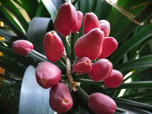 Samenkapsel clivia miniata - samenkapsel,