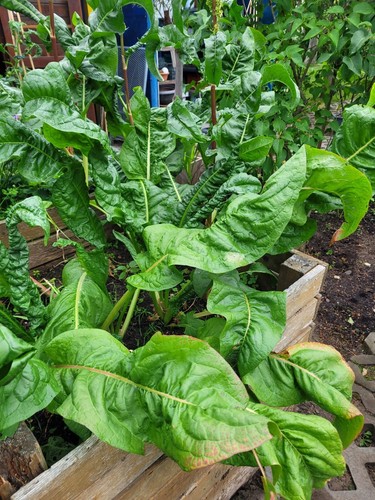 Rhabarber samen garten - rhabarber,, samen,