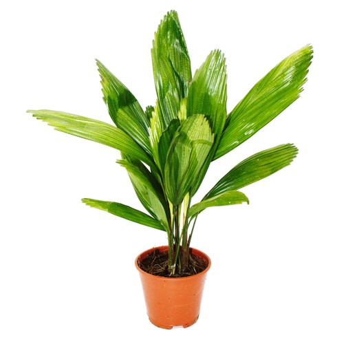Strahlenpalme licuala - strahlenpalme,