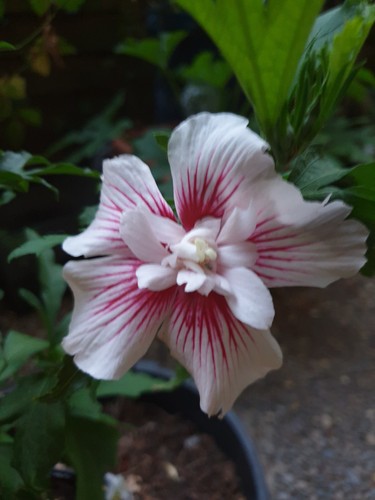 Freilandhibiskus