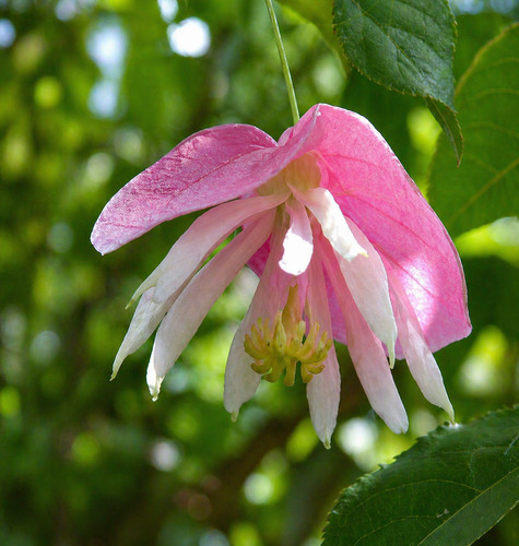 Bz94nv passiflora - bz94nv,
