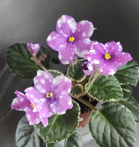 African violet saintpaulia - violet, /