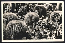 Frankfurt, Palmengarten, Kakteenhaus, 100 jährige Kugelkakteen, Ansichtskarte 