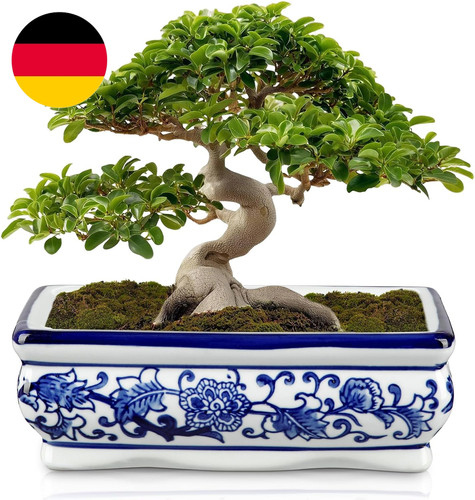 Hollyone bonsai topf - hollyone, keramik