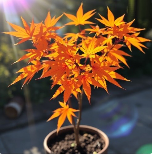 Winterharter orange ahorn - orange,