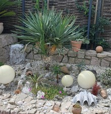 Yucca gloriosa 'Nobilis' -