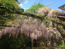 Glyzine, Blauregen 20 Samen, Kletterpflanzen, frische Samen von 2025