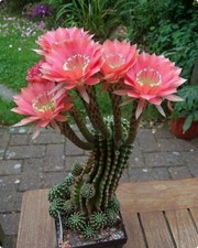 Kaktus  rosa Kakteen  Ableger Jungpflanze