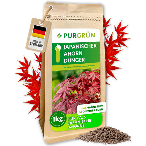 Purgrün japanischer ahorn - purgrün,
