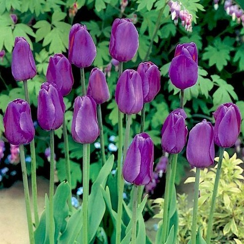 Tulpen blumenzwiebeln zwiebeln - tulpen,