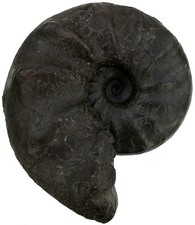 Trias  Ceratites nodosus  Ausgezeichneter Ceratit  Muschelkalk  Lindach  KE36-11