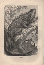 Lithografie 1878: LEGUAN