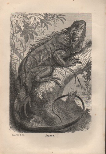 Lithografie 1878 leguan - lithografie, 1878: