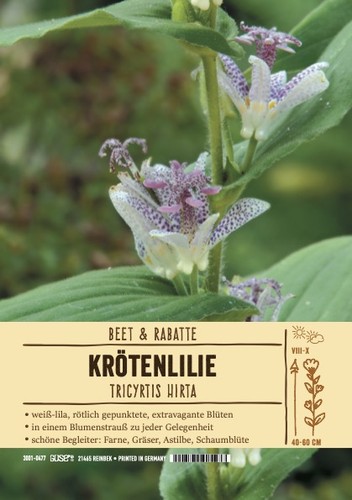 Tricyrtis hirta japanische - hirta,,