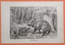 Wildschwein Sus scrofa  Bache