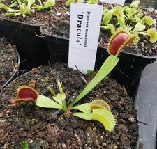 Dionaea muscipula "Dracula"