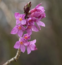 Seidelbast 40-60cm - Daphne