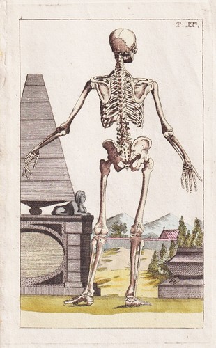 Mensch skelett skeleton - mensch,