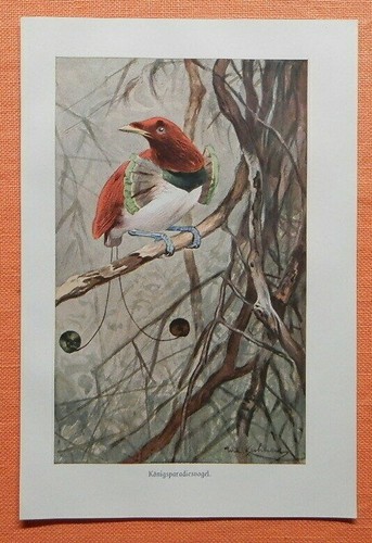 Königs-Paradiesvogel