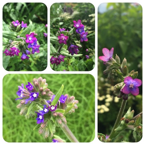 Ochsenzunge anchusa - ochsenzunge,