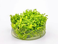 Untergetauchtes Sternlebermoos - Riccia fluitans in vitro Aquarien Aquarium