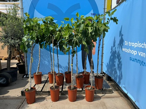 Feigenbaum ficus carica 160 - feigenbaum,
