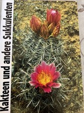 Kakteen und andere