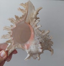 Sehr schöne Meeresmuschel