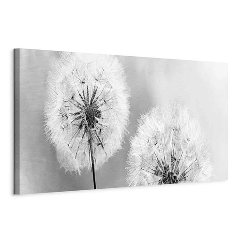 Pusteblume natur tau tropfen - tau,