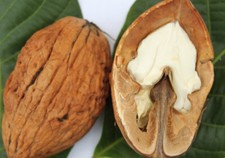 Walnussbaum juglans regia - walnussbaum,