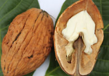 Walnussbaum - Juglans regia - LANGE VAN LOOD -   Rießennuss  120-130 cm