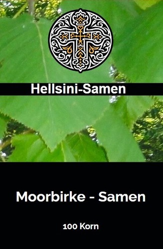 Moorbirke betula pubescens - betula, 100