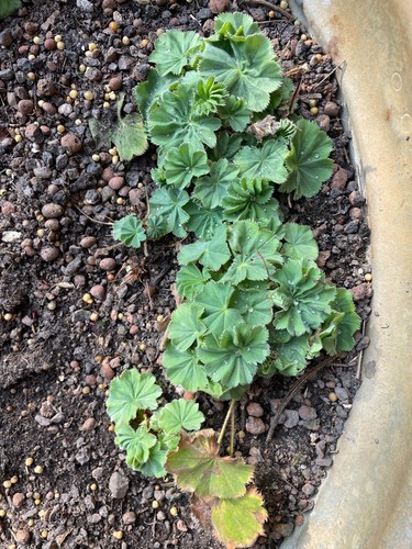 Jungpflanzen der alchemilla - jungpflanzen,
