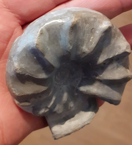 Ammonit ceratites postspinosus - ammonit,