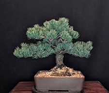 BONSAI MÄDCHENKIEFER PINUS PARVIFLORA OUTDOOR JAPANIMPORT HANDGEMACHTE SCHALE