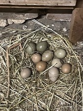 Zwergwachteleier 15 Stück