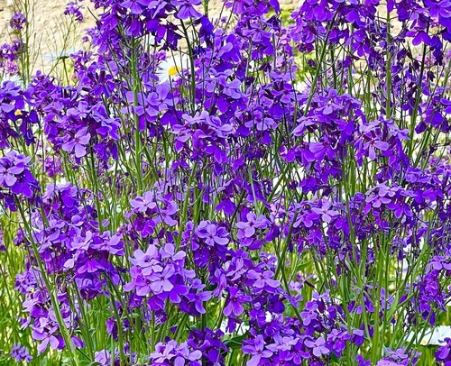 6000 samen nachtviole hesperis - 6000,