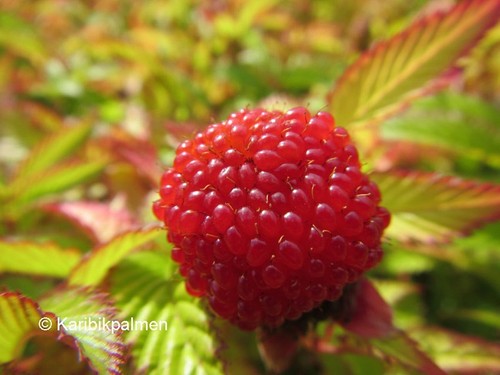 Rubus illecebrosus - ,