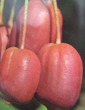 Actinidia arguta 'Red Jumbo' rote Mini Kiwi Pflanze 30-50cm Kiwibaum MiniKiwi