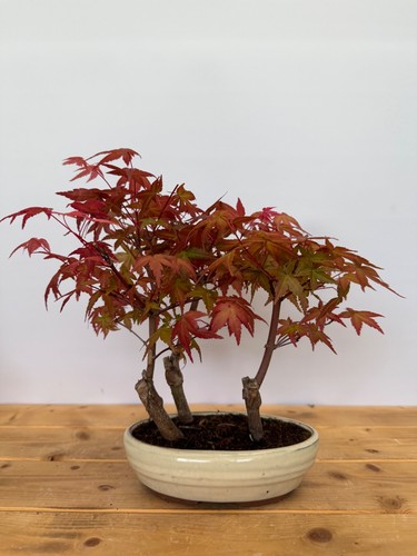 Bonsai acer palmatum - bonsai,