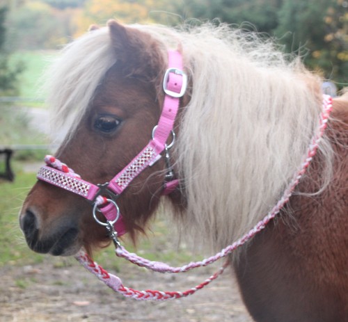 Strass shetty trense - shetty,