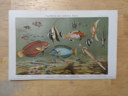 Orig chromolithographie - orig.(1908),