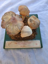 Somso Pilz Modelle 11 Stück