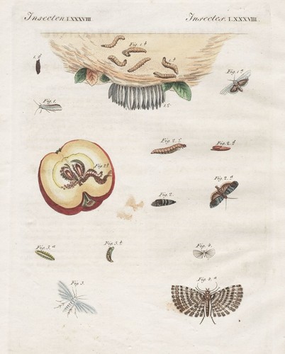 Motte motten moth moths - moth,