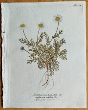 Kamille Chamomilla romana +