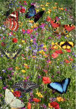 Wildblumensamen UK rein