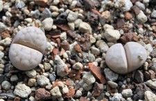 20 Samen von Lithops karasmontana v. aiaisensis, erntefrisch aus 2025
