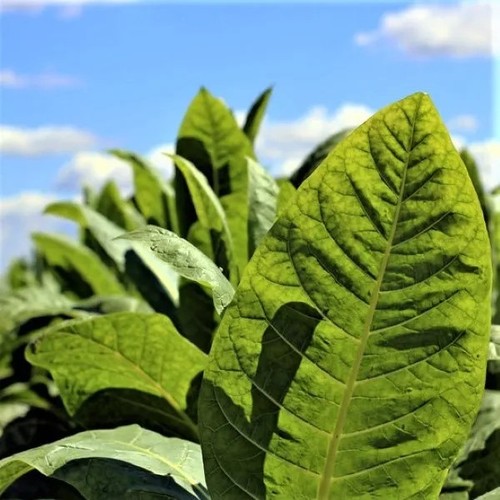 Burley tobacco 500 samen - burley,