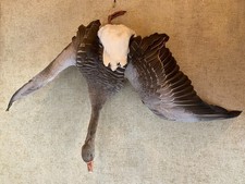 Stilleben Graugans (Präparat)