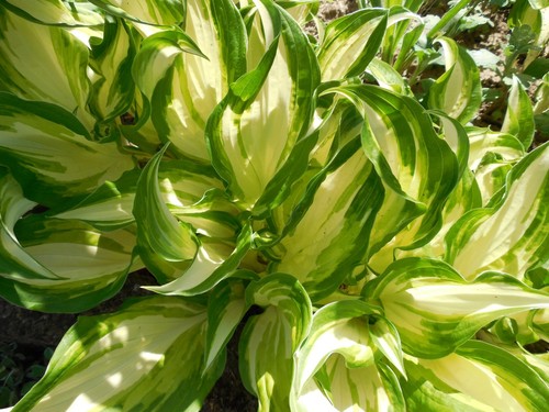 Pflanze/Blume/Staude
